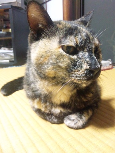 自分がわからず模索中