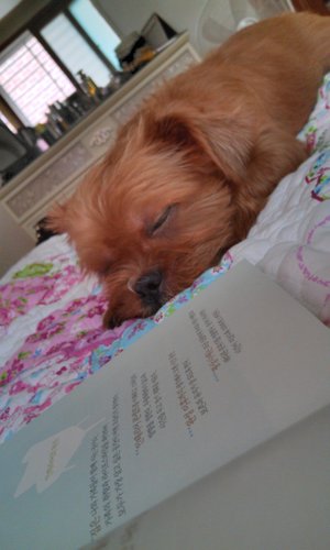 ssun23142314's profile picture. 반려견,묘..사지말고 입양해주세여=반려동물 끝까지 책임질수 없다면 시작하지 마세여=동물실험반대합니다!!