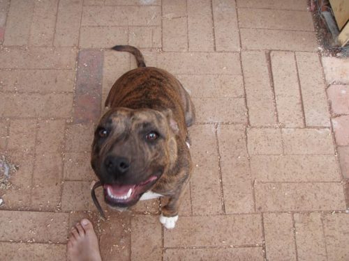 1dog1cat3kids's profile picture. a very busy woman with 1 dog, 1 cat, 3 kids under 4 and a husband!!