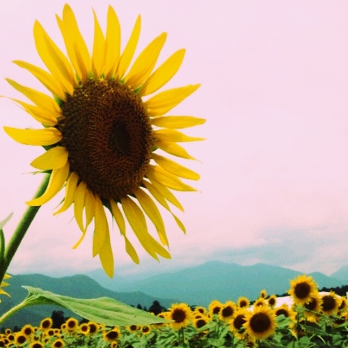 sing_rain's profile picture. 