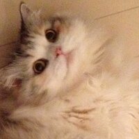 kush (@kush) 's Twitter Profile