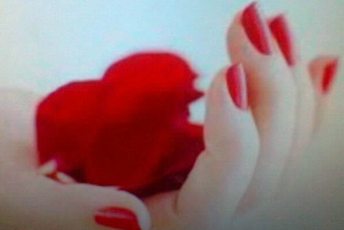 0508060's profile picture. أتمنئ ان ينقرضون الشيعه (اعتذرمن الردعلا الخاص)