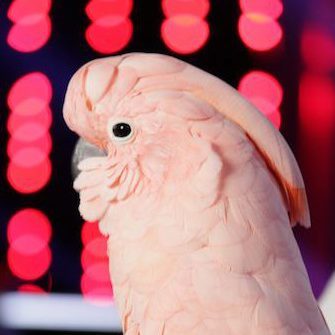Dirty Bird. (*v*)