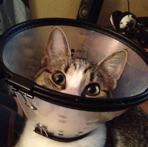 ZoeMonster12's profile picture. I am Zoe: Warrior Princess.  RAWR