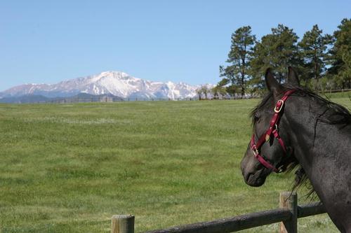 laceyfoundation's profile picture. 501 (c) (3) non-profit organization dedicated to the care and rehabilitation of equines and other animals in need.