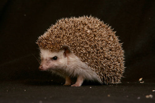 Just a HedgeHog exposing the PimpGame... For real doe..