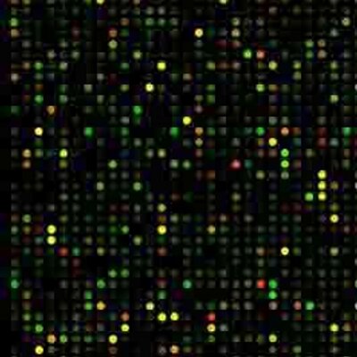 WhitfieldLab's profile image
