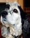 Standing up for dog Red Sox fans and eatin' cheese 'cuz I'm hungry!