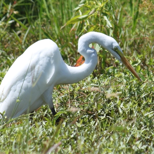 WesternGlades's profile picture. Ecologist. Wife. VES Mom. Citizen of planet Earth. 

Research Director at @CorkscrewSwamp for @AudubonFL. Opinions are solely my own.