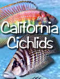 Aquarium Tropical Fish Bred & Raised to the Highest Standard of Quality You Can Rely On! Shipping USA Door to Door LOCAL PICK UP BY APPOINTMENT ONLY CALL AHEAD