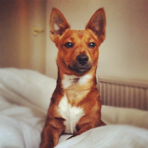 RJackChi's profile picture. Ralph is a Jack Russell X Chihuahua, born on the 21/11/2011. Maisie is a Jack Russell Terrier, born on the 14/8/2012.