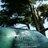 CotswoldTrees's profile image