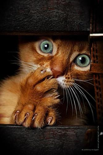 I'm not weird, i'm limited edition.