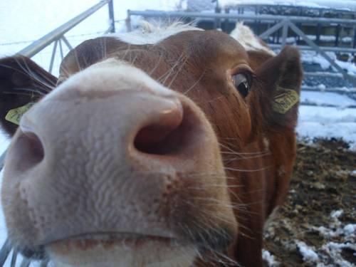 Oathall Farm is part of Oathall Community College and has been for over 70 years. Keep up with our latest news, events and shop offers here!