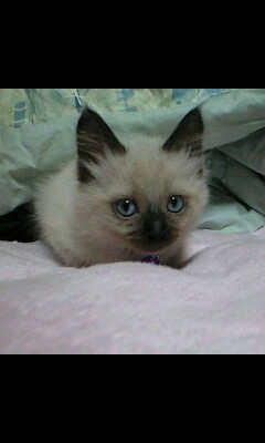 starwhiteangel7's profile picture. シルバーアクセサリー・天然石・宝石の光り物が大好きです。ショップでお客様の生年月日を元にオリジナルブレスレットやストラップ、アクセサリーを製作しております♪ 無言フォローする事が有りますが、お許し下さい(^_^;)