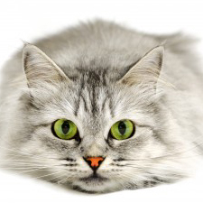 isshyisshy Profile Picture