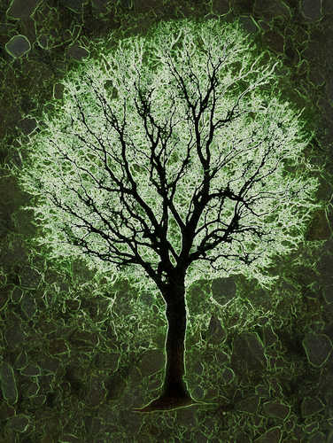 RocksNTrees's profile picture. Rocks. Trees. Spirit. Passionately loving life through glimpses of Nature at Her Finest.