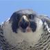 Falcon Awkward (@awkwardfalcon) Twitter profile photo