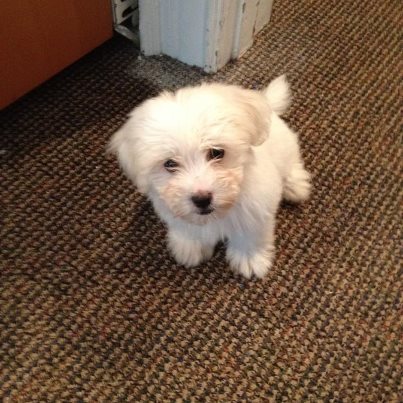 Living in Villanova PA, loving life with my kids, puppy and #fashion #shopping #PTA #RHNJ
