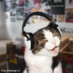 felix the cat (@roqkztar) Twitter profile photo felix the cat (@roqkztar) Twitter profile photo