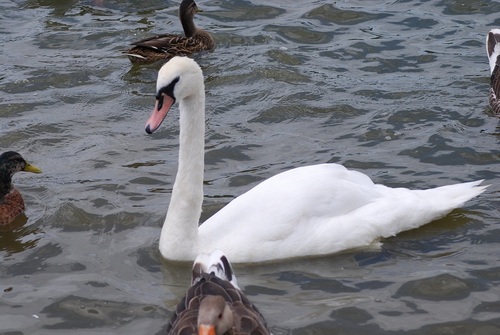 sptheswan's profile picture. 