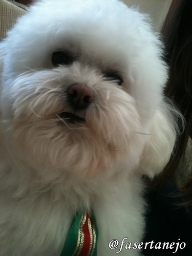 SINCE:20/07/12 Um cachorrinho branquinho e muito brincalhão *-* Sou um cãozinho bem Supimpampi haha' Vem ni mim cadelinhas ;9
