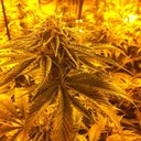 matthew schnell - @matt_b_covering - Twitter