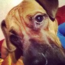 Michael Mershon - @mutt951 - Twitter