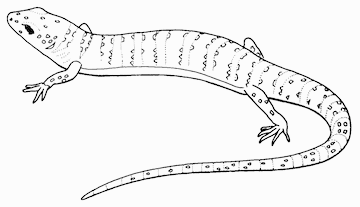 There's a book called The Eponym Dictionary of Reptiles.