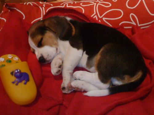 maxsuperbeagle's profile picture. 