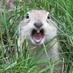 _GordonBennett_ (@_gordonbennett_) Twitter profile photo