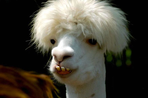 jollyotsuka's profile picture. 