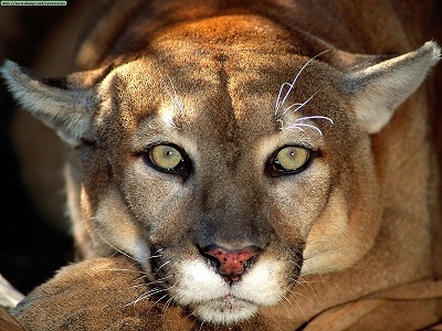 #PUMA de sangre azul y piel dorada
PEREGRINO HIPERSENSIBLE
diseñador, urbanista, cartografo...