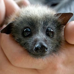 Aiming to persuade Governments to adopt a humane and conservation-focused flying-fox policy based on research rather than myth.