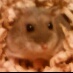 今はお空のハムの国にいるブルサファのひめを溺愛してます。 もふもふのむにむにのかわいいひめです。 ゴルちゃんと古河シローさん、さくちゃん、ぶーたんはお空のハムの国へ。。現在、'19 9/2産まれのゴルハムのいちろー♂と '20 3/2産まれのジャンハムのななちゃん♀と仲良く暮らしてます❣