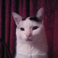 Andrew Curnow (@andrewcurnow) 's Twitter Profile
