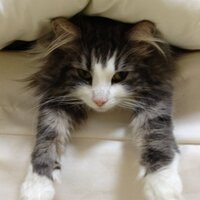 のるすけ (@norske0427) 's Twitter Profile Photo