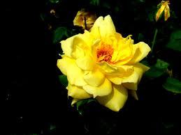 myarirang's profile picture. 