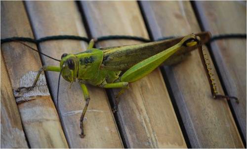 k8nycvillage's profile picture. 