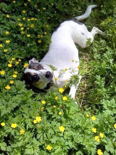 zenzengrrl's profile picture. 