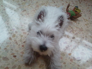 El_oso_loco_mec's profile picture. Guarda tus pies a buen recaudo, si no quieres que te cace a lo oso paourdo