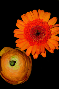 The floral dude offers a range of modern, contemporary interior art work and fine floral images produced on cards, canvases, prints & bespoke home furnishings.