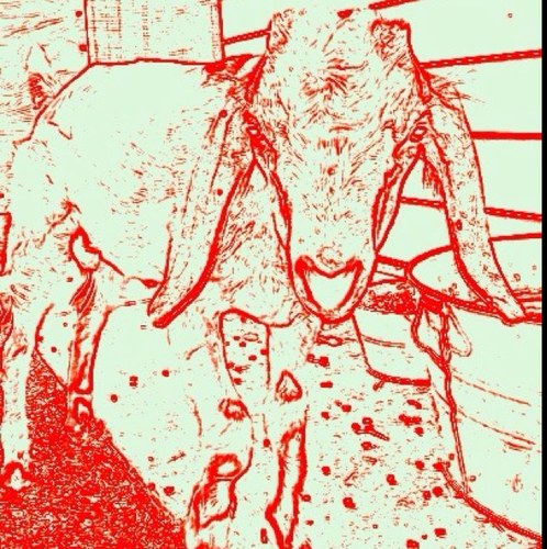 RejectsFootball's profile picture. Guppies Practice Squad, Rec League Phenoms, Going to State