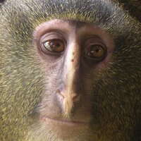 Chris Gosling (@senioralvarez) 's Twitter Profile