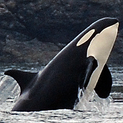 Captain, marine naturalist Maya's Legacy Whale Watching, Friday Harbor, Washington. Co-host of https://t.co/sL06abfxSw