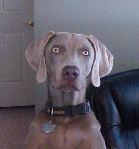 Proud USMC SgtMaj's wife, favorite play toy of our spoiled weimaraner, slow and steady runner – trying to pick up the pace, Football fan, Twilight junkie!
