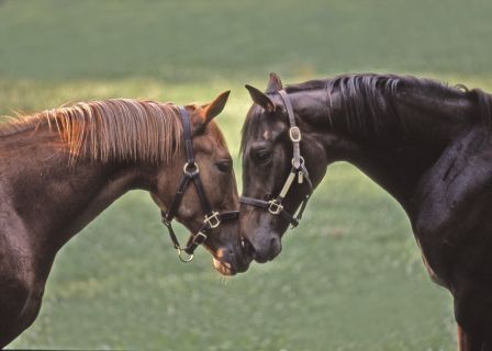 kentuckyshow's profile picture. KentuckyShow! is 32 minutes of large screen entertainment as told by Ashly Judd.