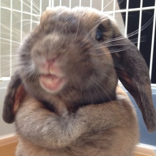 roppie0308's profile picture. ロップイヤー(トート)のロッピィ♀です♫ヨロシク☆埼玉県の戸建て(２階)に住んでいます☆ ボール遊びが大好きです♫パセリ、水菜、タンポポ、ムキオーツも大好き♫