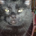 Spartacus (@spartacuskitty) Twitter profile photo Spartacus (@spartacuskitty) Twitter profile photo