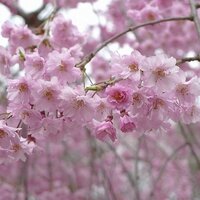 山崎哲平 (@ino_houbin) 's Twitter Profile Photo